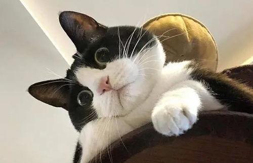 娱乐吃瓜酱奶牛猫  第2张